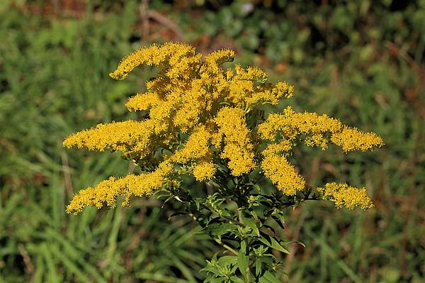 6_Solidago_canadensis_Hütscheroda
