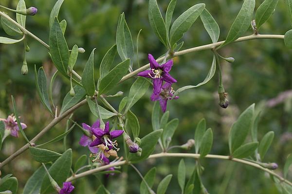 Lycium barbarum_Korsch_TH_Wandersleben_20160622