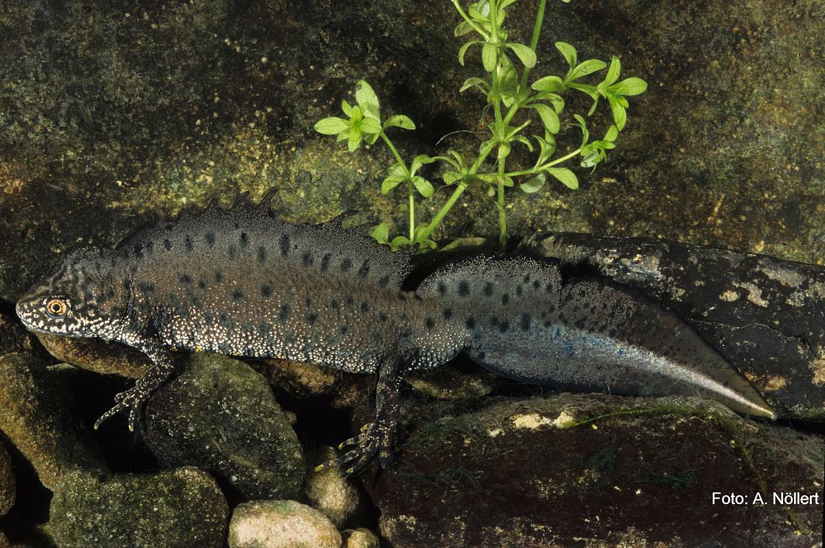 Nördlicher Kammmolch (Triturus cristatus) (Aufn. A. Nöllert)