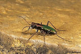 käfe_Cylindera_germanica_232_98_29_Bellmann_k