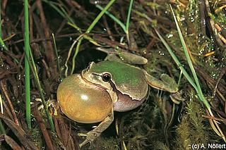 amph_Hyla_arborea_Noellert_037_3_k