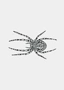 Grafik Webspinnen