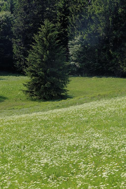 Bergwiese bei Schmiedefeld (Aufn. H. Korsch)