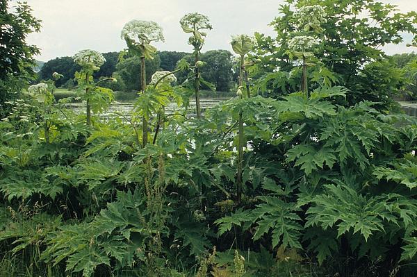 6_Heracleum_mantegazzianum_Cumbach
