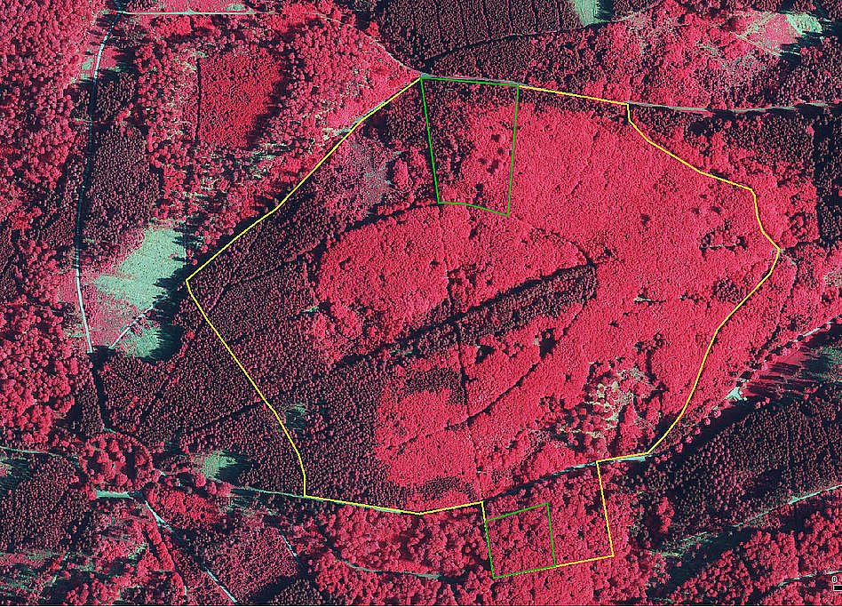 NSG 096, Digitales Colorinfrarot-Orthofoto (Luftbild) vom NSG „Zehnbuchen“ (Landkreis Schmalkalden-Meiningen). Gelbe Linie: NSG-Grenze, grüne Linie: Grenze der beiden Totalreservate. (Quelle: Geoportal Thüringen/ThüringenViewer des Thüringer Landesamtes für Bodenmanagement und Geoinformation, 19.05.2022)