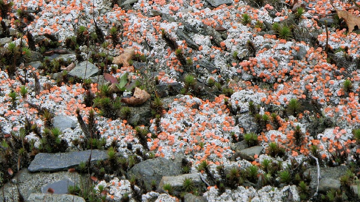 Rosa Köpfchenflechte, Diabaeis baeomyces (Bild: H. Korsch) Rosa Köpfchenflechte, Diabaeis baeomyces