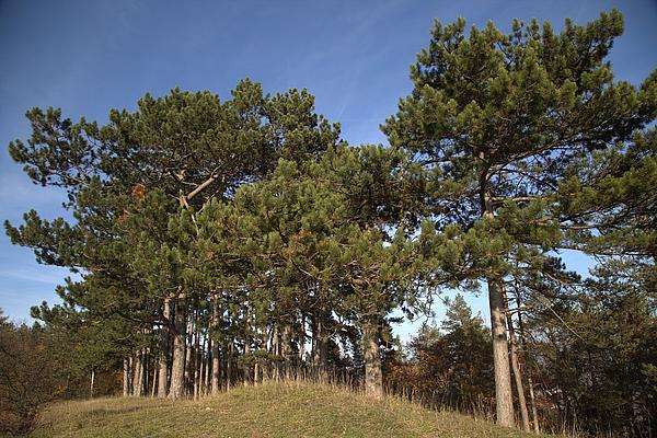 6_Pinus_nigra_JenaZwätzen