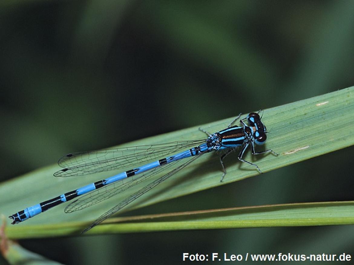 libe_Coenagrion_mercuriale_127_2008_Leo_k