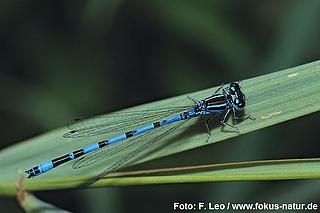 libe_Coenagrion_mercuriale_127_2008_Leo_k