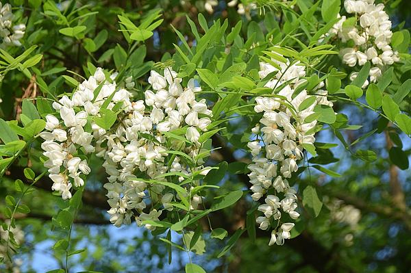 Robinia_Westhus.