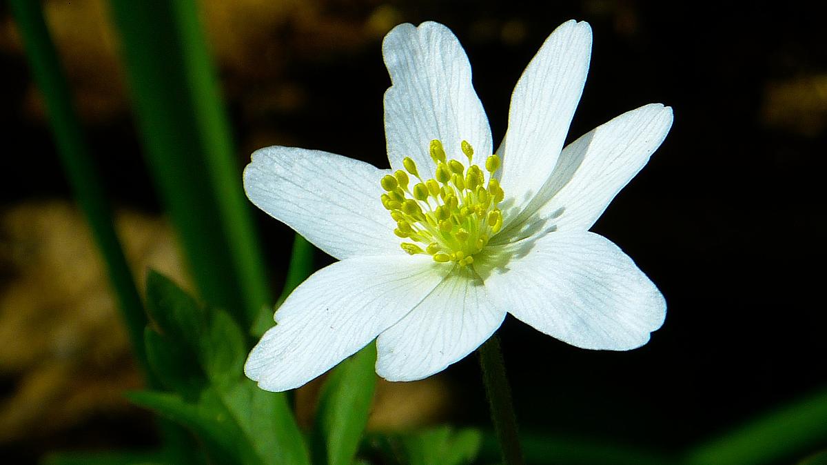 Busch-Windroeschen Alternativer-Text (Meta-Daten) muss gepflegt werden
