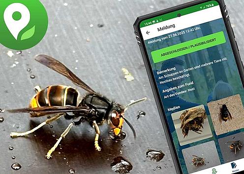 Hornissen melden in der Umwelt App melden.