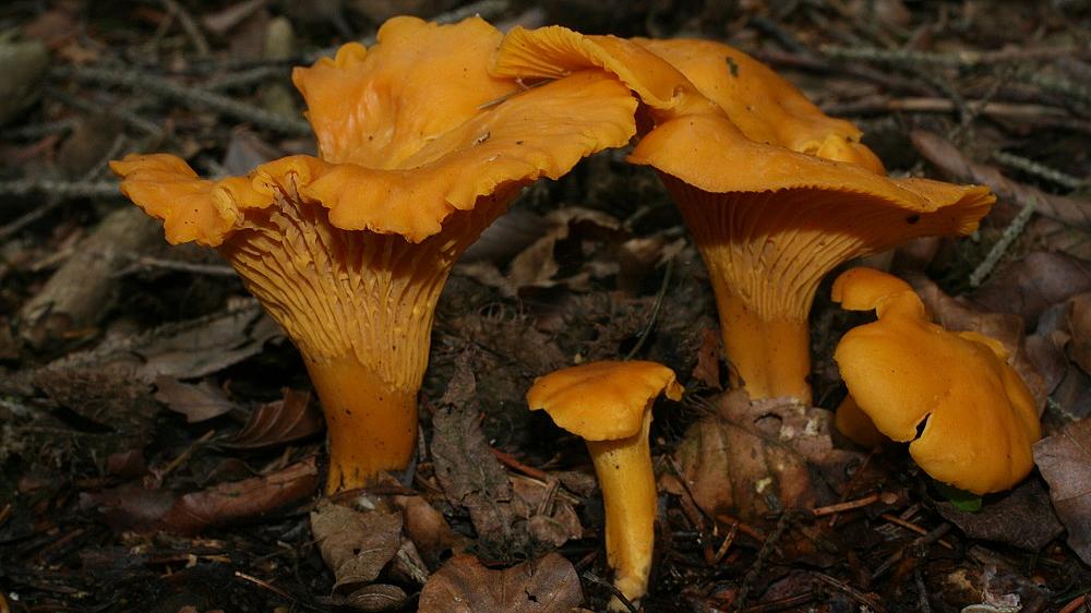 Pfifferling Cantharellus cibarius (Bild: H. Korsch) Für eine ganze Reihe beliebter Speisepilze gilt es spezielle gesetzliche Regelungen zu beachten. Dazu gehört unter anderem der Pfifferling Cantharellus cibarius
