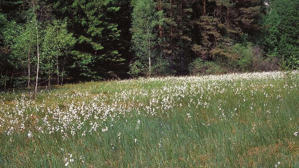 Torfmoos-Wollgras-Ried, Stedtlingen (Aufn. H.Korsch)