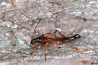 käfe_Necydalis_major_Bense_2400dp_Digitalb_k