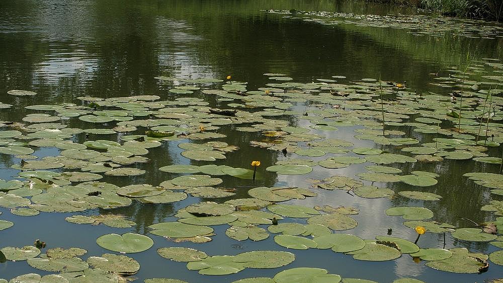 Bild: Teichrosen-Schwimmblattflur, Breitungen (Aufn. H.Korsch)