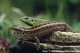 rep_Lacerta_agilis_148_p2120_Proehl_k