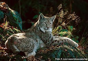 säug_Lynx_lynx_138_924_Leo_k