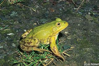 amph_Pelophylax_lessonae_Noellert_048_1_k