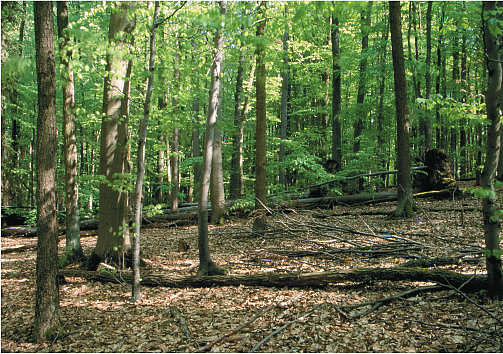 NSG 096, Blick in die südliche Totalreservats-Fläche mit Hainsimsen-Buchenwald mit einigen Trauben-Eichen. (Foto: Holm Wenzel, 20.04.2009)