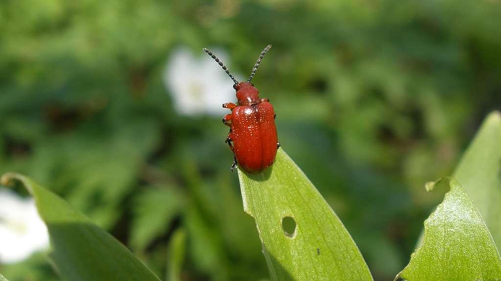 Lilienhähnchen auf Türkenbundlilie (Bild: F. Fritzlar) Lilienhähnchen auf Türkenbundlilie