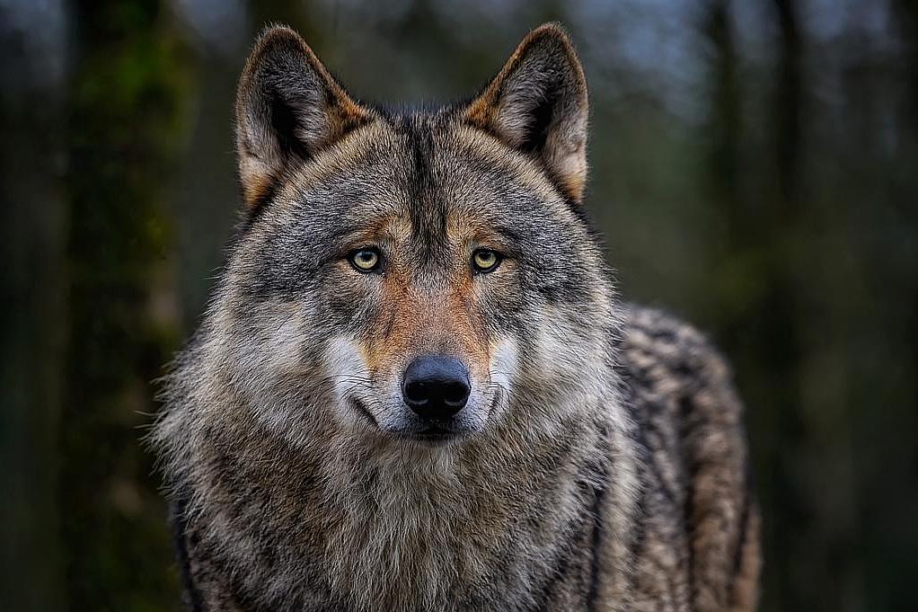 Bild eines Wolfes