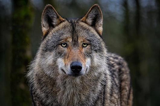 Bild eines Wolfes