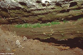 farn_Trichomanes speciosum_TH Eichstruth_5_8_03_k