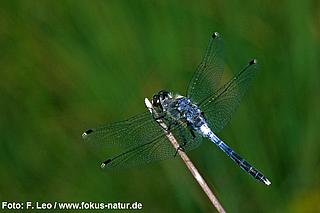libe_Leucorrhinia_albifrons_129_313_Leo_k