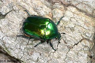 käfe_Protaetia_aeruginosa_041005_4501_Bellmann_k