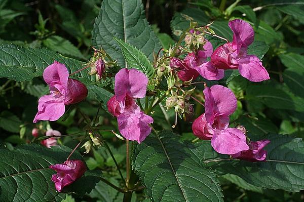 6_Impatiens_glanduliferaThemar