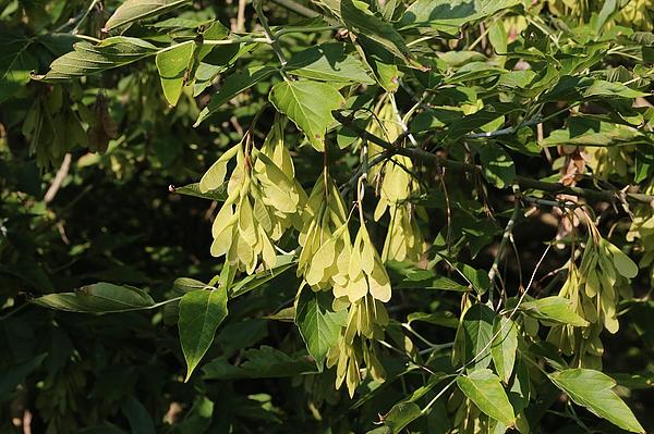 Eschen-Ahorn, Acer negundo (Aufn. H. Korsch)