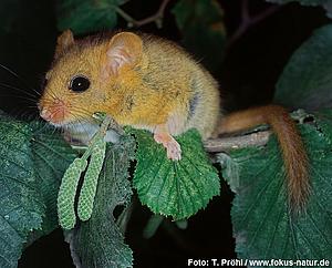 säug_Muscardinus_avellanarius_160_p61_Proehl_k