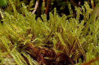 Firnisglänzendes Sichelmoos (Hamatocaulis vernicosus) (Aufn. H. Korsch)
