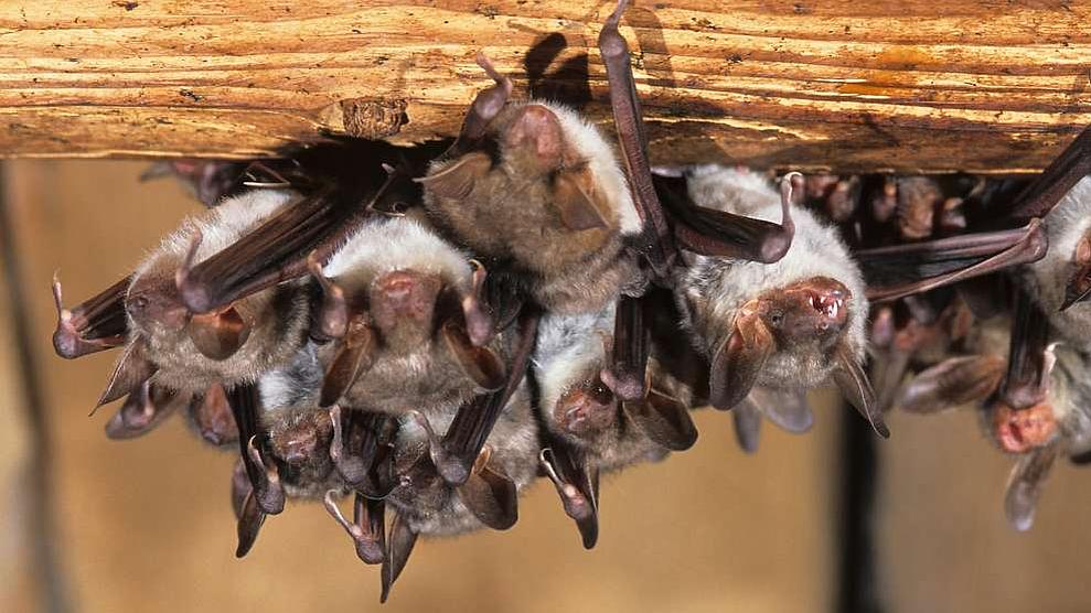 Bild: Großes Mausohr, focus-natur, F. Leo Die Staatliche Vogelschutzwarte Seebach ist auch Sitz der Koordinationsstelle für Fledermausschutz in Thüringen