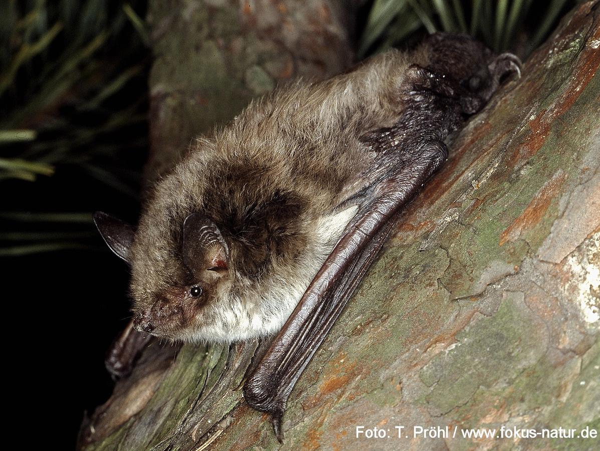 Teichfledermaus