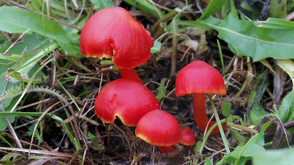 Kirschroter Saftling, Hygrocybe coccinea (Bild: H. Korsch) Kirschroter Saftling, Hygrocybe coccinea