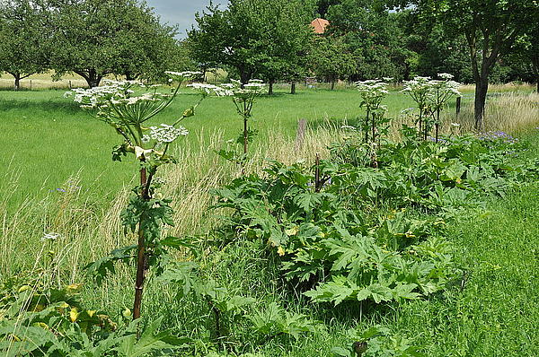 Der Riesen-Bärenklau (Heracleum mantegazzianum) ist in Thüringen weit verbreitet und steht auf der Unionsliste. Durch die Bildung von Dominanzbeständen kann er heimische Arten verdrängen. Seine Pflanzenteile enthalten phototoxische Substanzen, die in Verbindung mit Sonnenlicht Hautverbrennungen verursachen können. (Aufn. A. Lux)