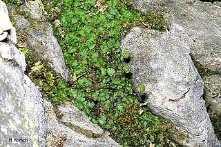 Dreimänniges Zwerglungenmoos (Mannia triandra) (Aufn. H. Korsch)