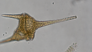 Ceratium hirundinella; Foto: S. Urban