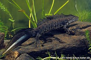 amph_Triturus_cristatus_ 118_1013_Leo_k