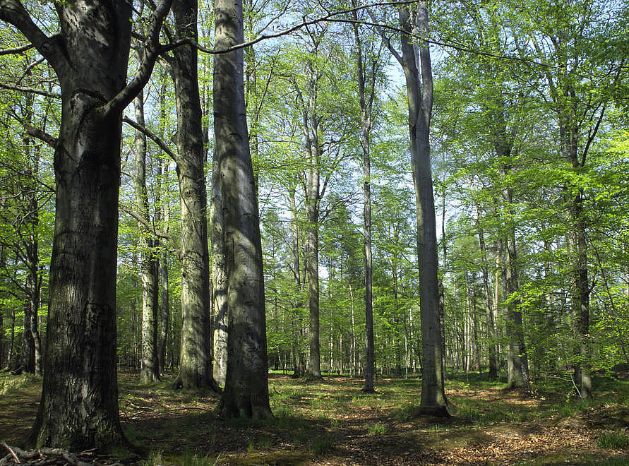 NSG 185, Waldmeister-Buchenwald in der südlichsten Teilfläche des ehemaligen Alt-NSG am Südrand des NSG und FFH-Gebietes „Leinawald“ nördlich von Lohma (Landkreis Altenburger Land). (Foto: Holm Wenzel, 02.05.2001)