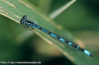 libe_Coenagrion_ornatum_128_285_Leo_k