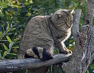 Wildkatze (Felis sylvestris)(Aufn. A. Lux)