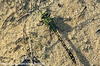 libe_Ophiogomphus_cecilia_132_354_Leo_k