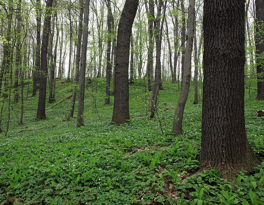 NSG 185, Stieleichen-Hainbuchenwald mit Winter-Linde ganz im Nordwesten des NSG „Leinawald“ südlich von Bocka (Landkreis Altenburger Land). (Foto: Holm Wenzel, 01.05.2013)