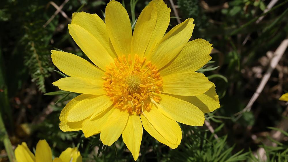 Frühlings-Adonisröschen, Adonis vernalis (Bild: H. Korsch) Frühlings-Adonisröschen, Adonis vernalis