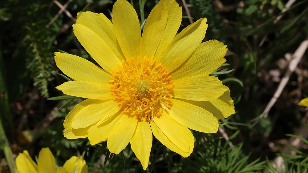 Frühlings-Adonisröschen, Adonis vernalis (Bild: H. Korsch) Frühlings-Adonisröschen, Adonis vernalis