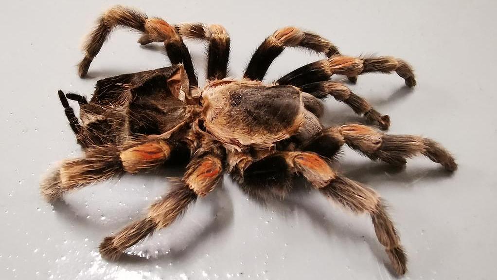 Exoskelett einer Rotknie-Vogelspinne (Bild: J. Hermann) Exoskelett einer Rotknie-Vogelspinne