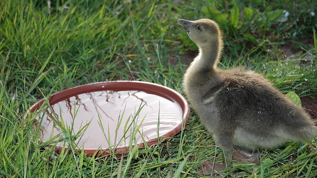 Pflege einer jungen Graugans im Schutzzentrum (Bild: TLUBN) Pflege einer jungen Graugans im Schutzzentrum